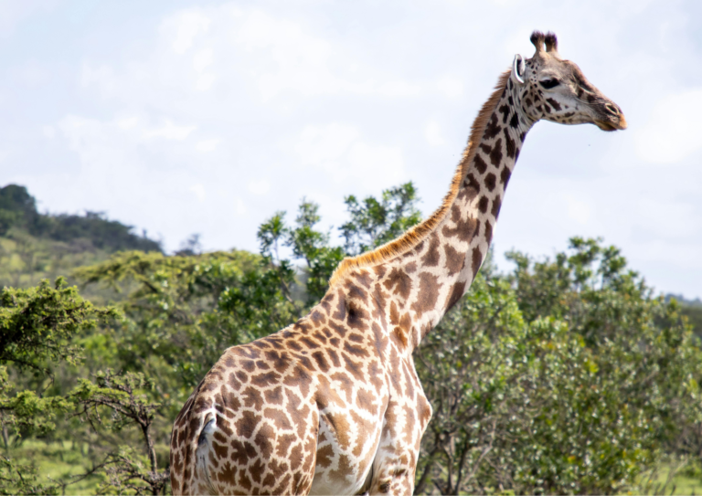 Safari