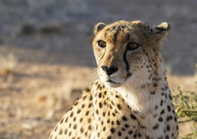 Safari South Africa