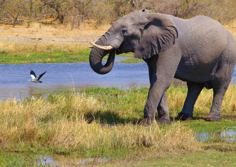 Safari