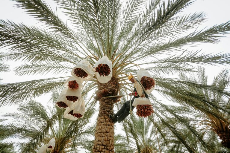 Dates Farm