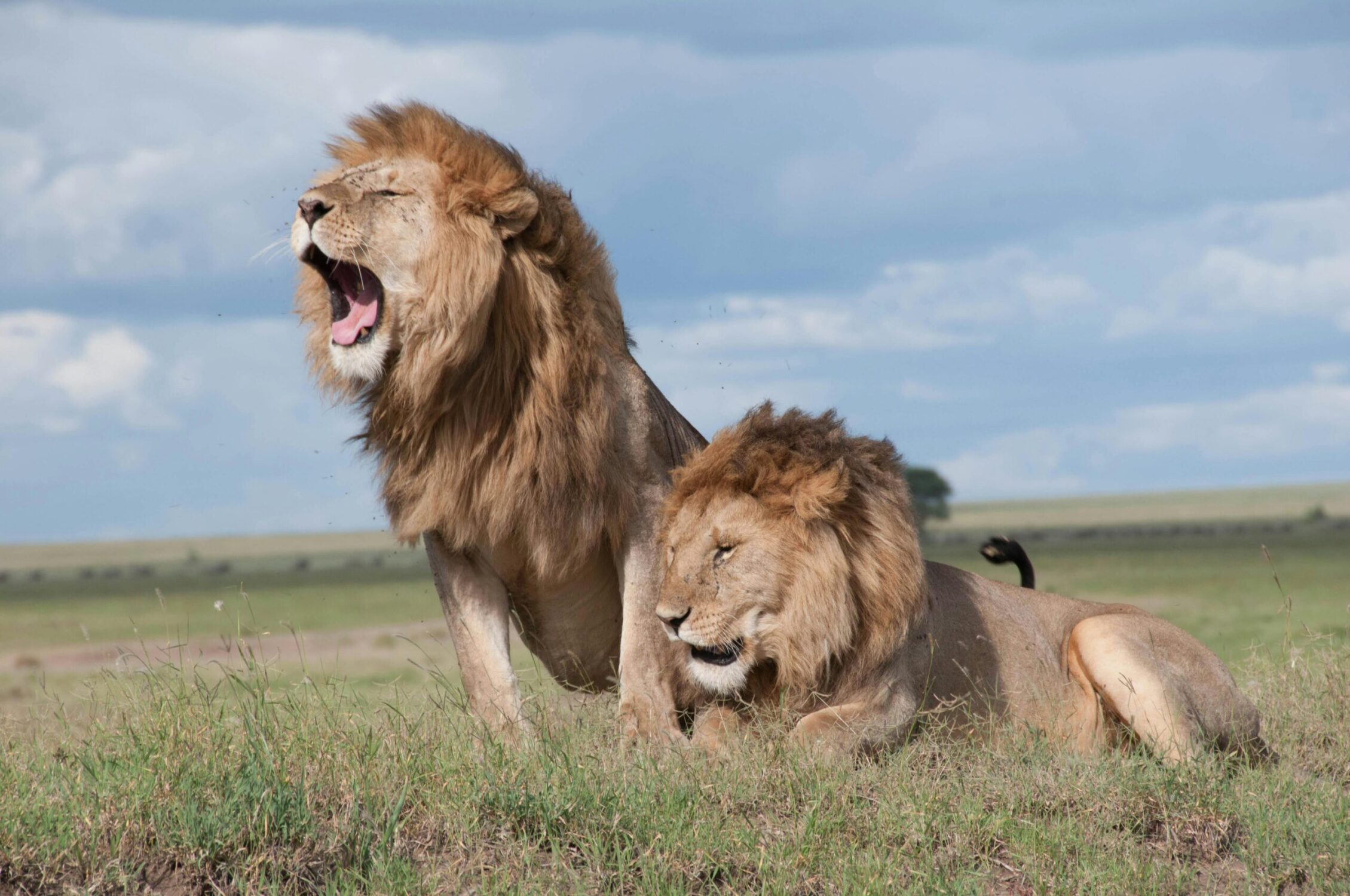 Tanzania Safari