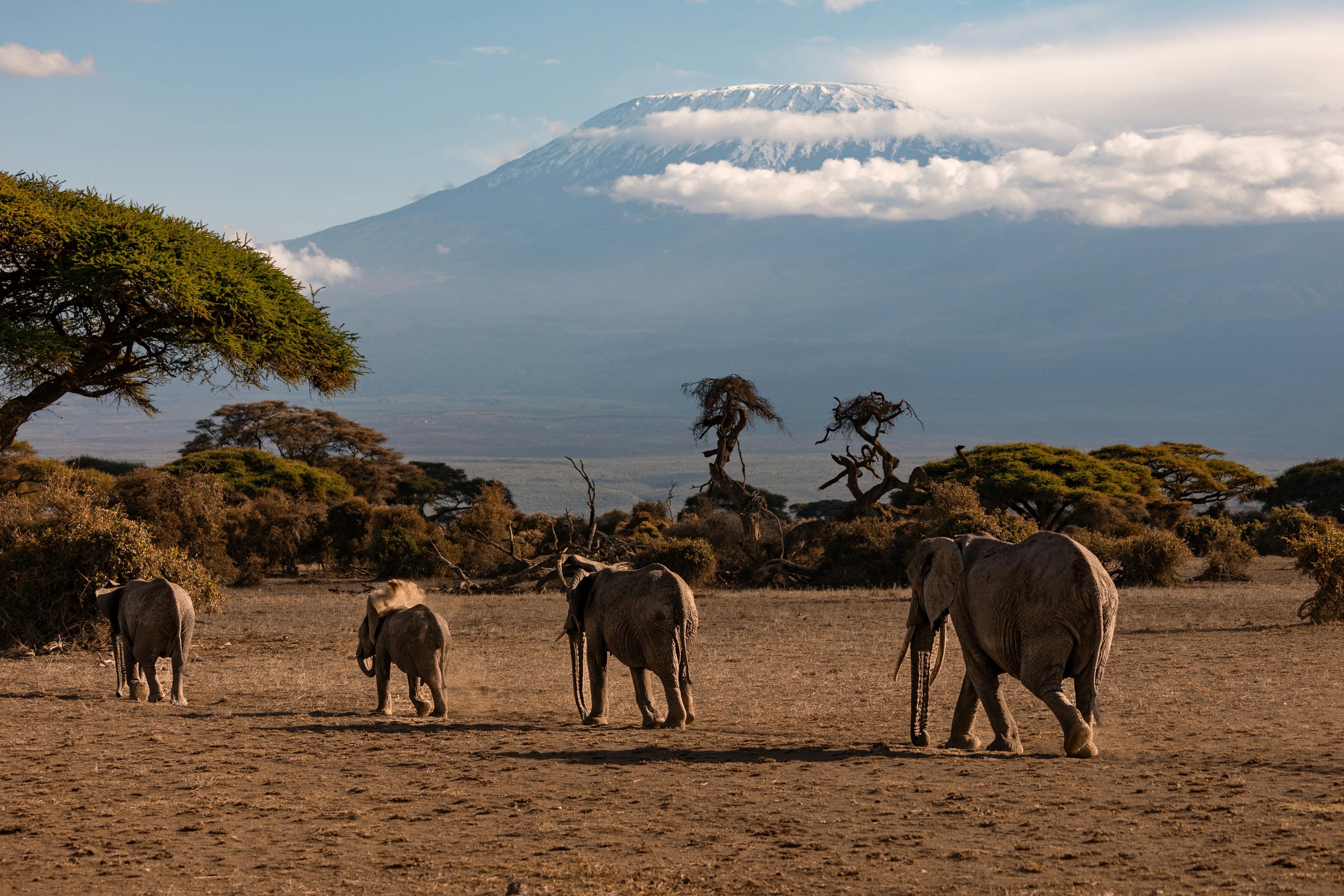 Tanzania Safari