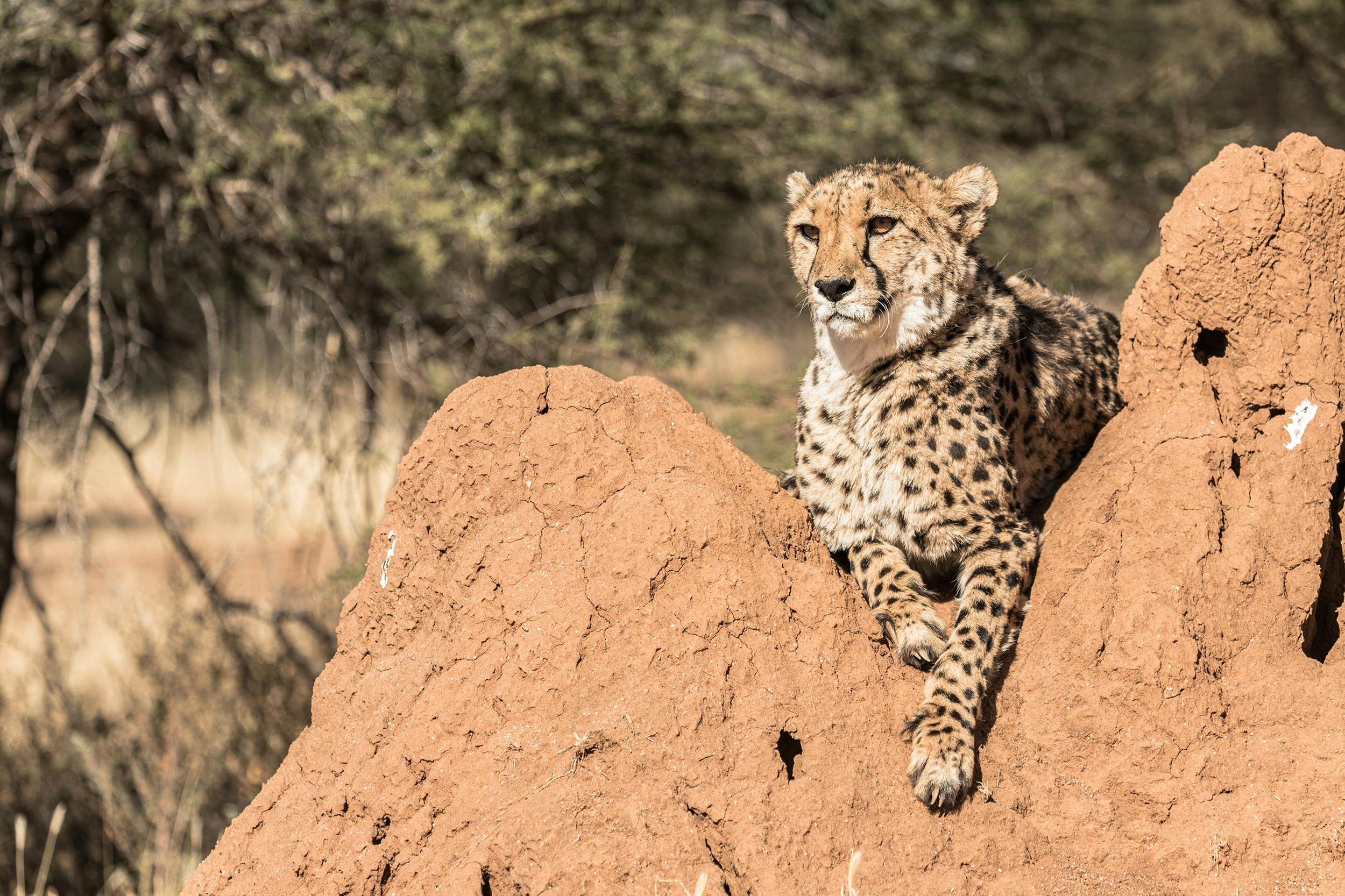 A Tiger lying down during namibia safari